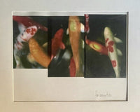 Brian Petro KOI FISH Heat Transfer From Original Photo circa 2000 Mixed Media