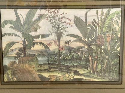 Exotic Botanical Engravings after Johannes Nieuhof 17th Century Framed Set of 4