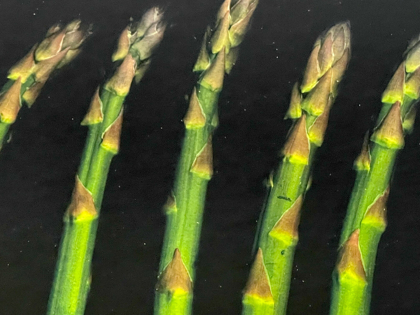 Asparagus Fine Art Photograph Photorealism Chef Kitchen Decor Vegetables Veggies1