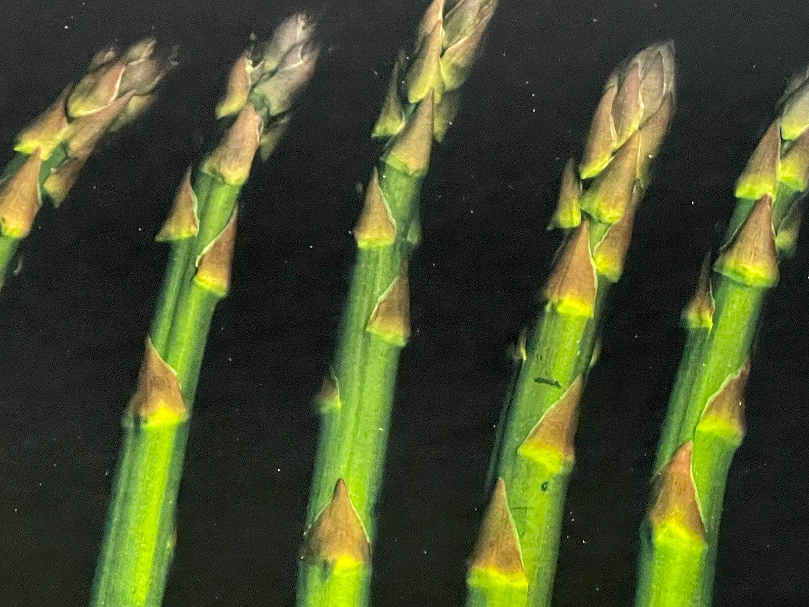 Asparagus Fine Art Photograph Photorealism Chef Kitchen Decor Vegetables Veggies1