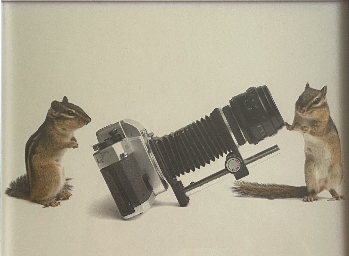 Taxidermy Chipmunk Photographers w/ Retro Camera Weird Anthropomorphic Photo FUN0
