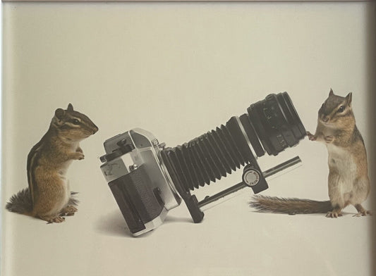 Taxidermy Chipmunk Photographers w/ Retro Camera Weird Anthropomorphic Photo FUN0