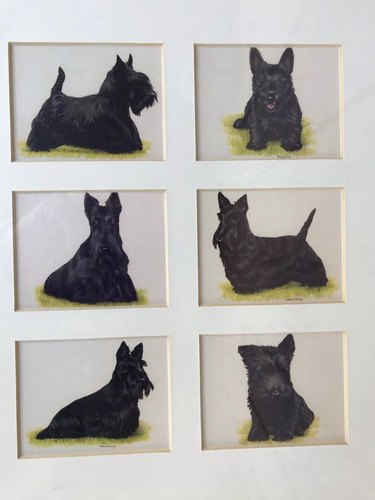 Framed Terrier Scotty Westie Tobacco Cards Full Set Framed DOG LOVERS Vintage0