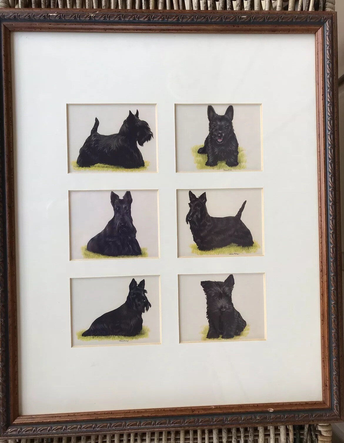 Framed Terrier Scotty Westie Tobacco Cards Full Set Framed DOG LOVERS Vintage1