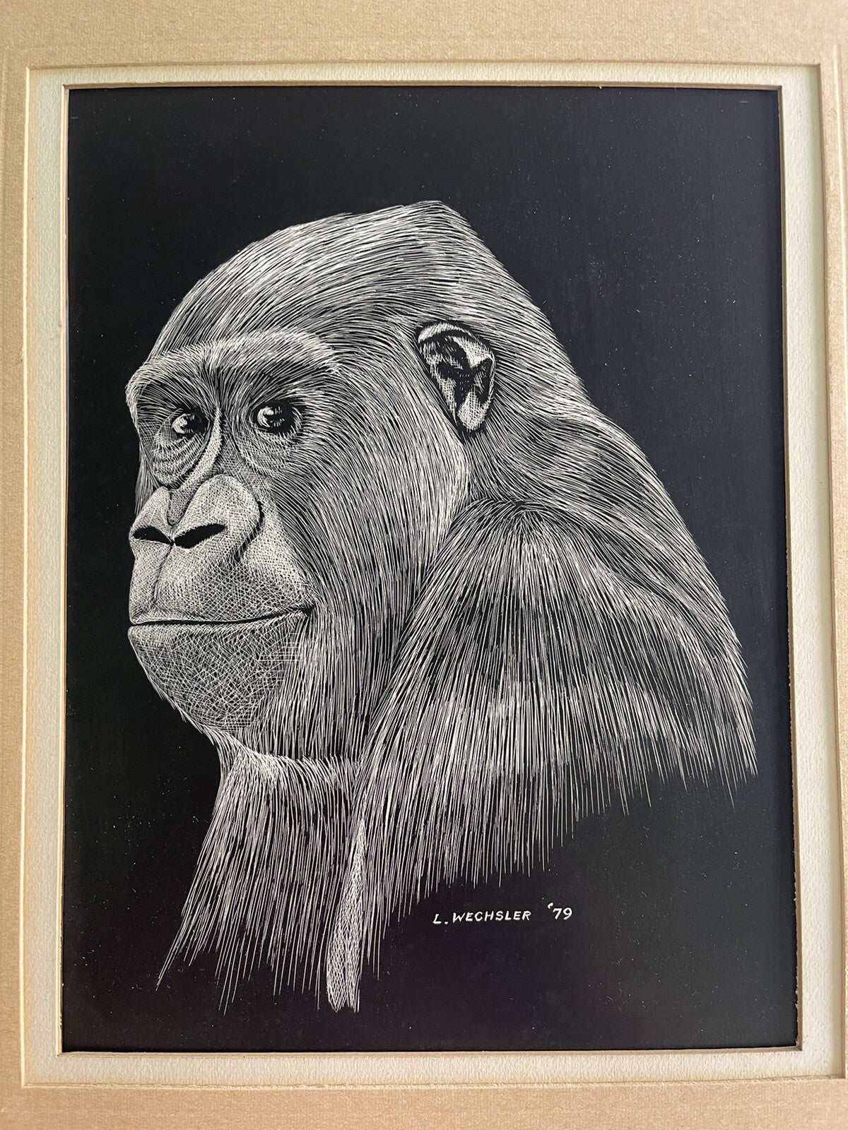 Gorilla Drawing On British Scrape Board Signed Wechsler 1979 Intricate OOAK Art0