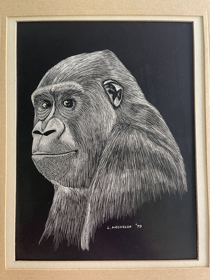Gorilla Drawing On British Scrape Board Signed Wechsler 1979 Intricate OOAK Art0