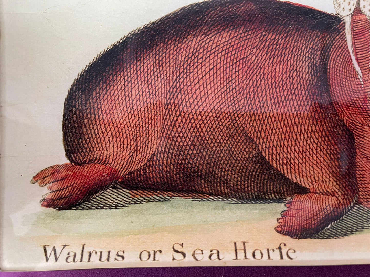 Kaas Glassworks NY Decoupage Trinket Tray Dish Walrus Handmade Signed 10” x 5”