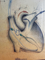 Anatomical Heart Pacemaker Retro Medical Poster F. Gendre Illustrator 80s 90s