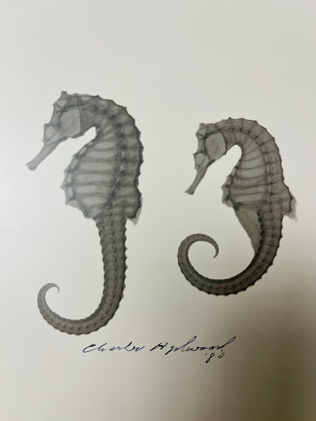 Signed Numbered Vintage Seahorse Xray Photographic Art Print 1980 Koetsier Style